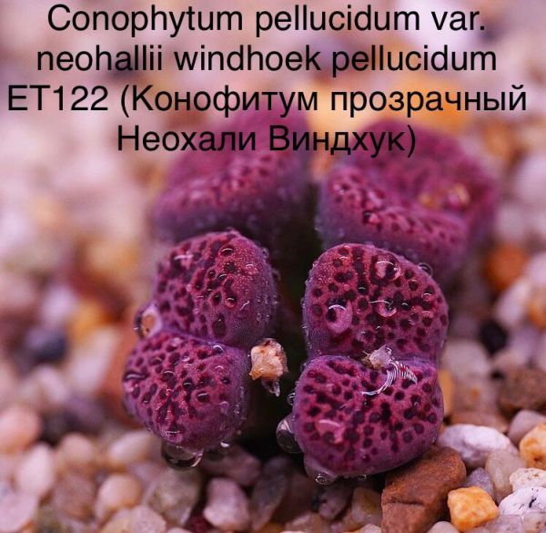 Conophytum pellucidum var. neohallii windhoek pellucidum ET122 (Конофитум прозрачный Неохали Виндхук)