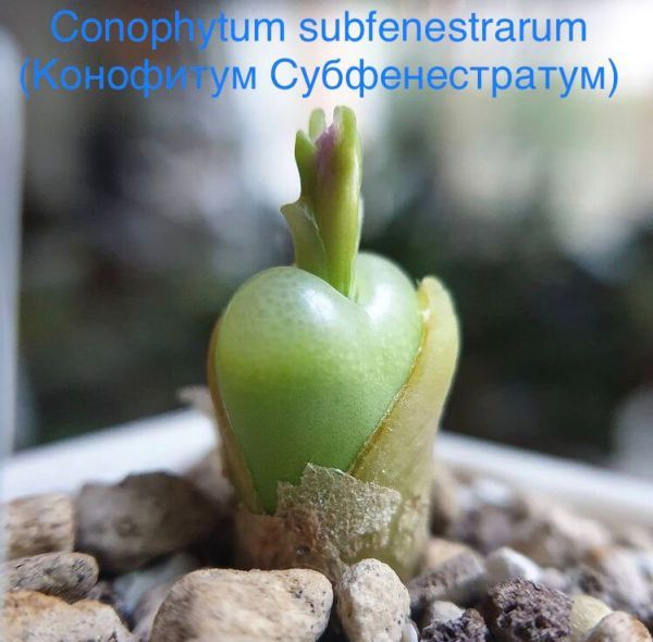 Conophytum subfenestrarum (Конофитум Субфенестратум)