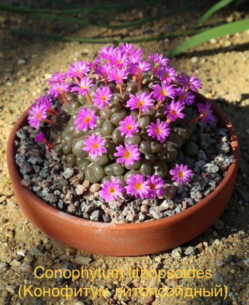 Conophytum lithopsoides (Конофитум литопсойдный)