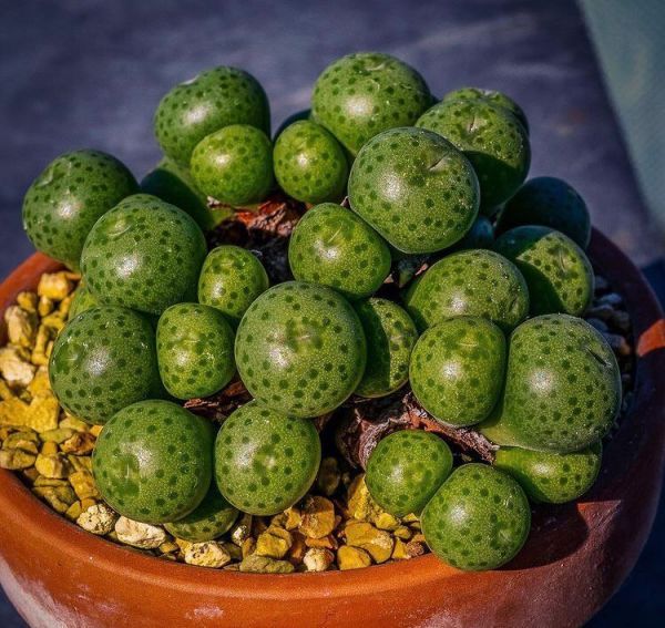 Conophytum uviforme (Конофитум ягодный)