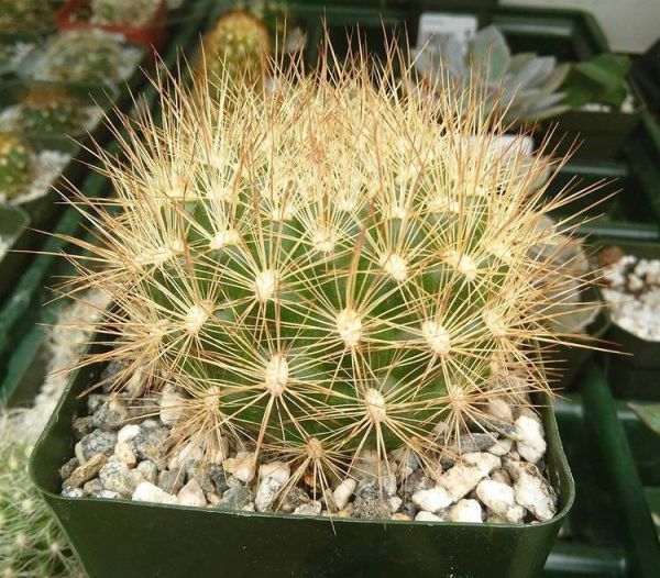 Weingartia multispina (Вейнгартия мультиспина)