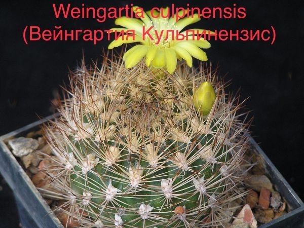 Weingartia culpinensis (Вейнгартия Кульпинензис)