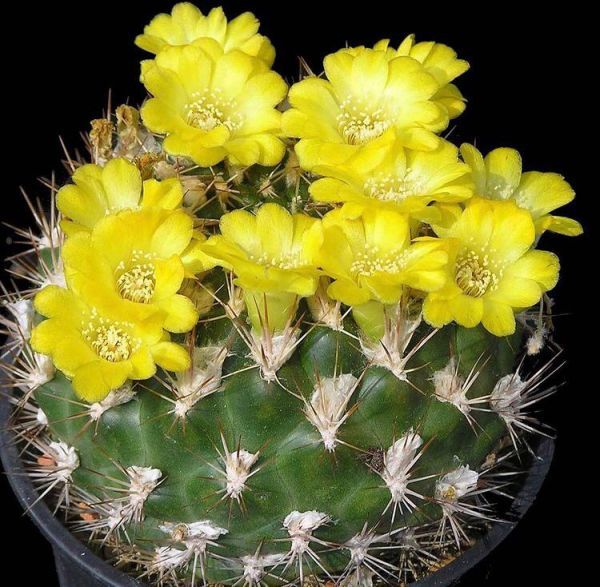 Weingartia lanata (Вейнгартия Ланата)