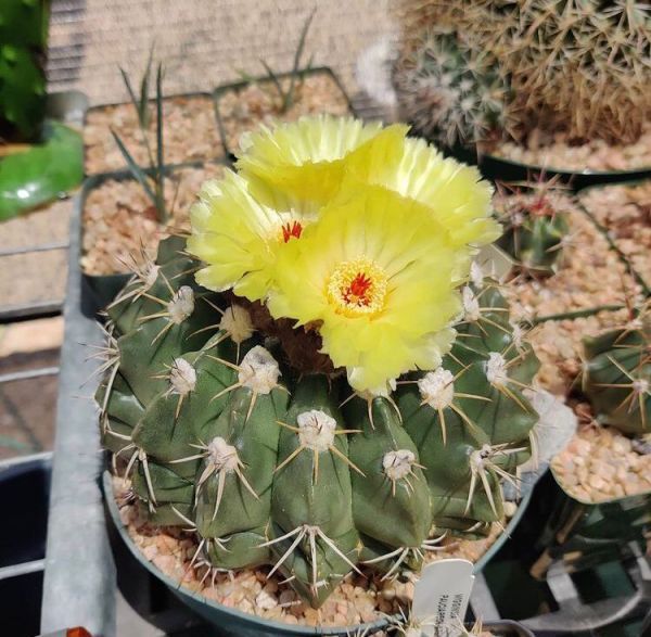 Wigginsia sellowi (Виггинсия Селлоуи)