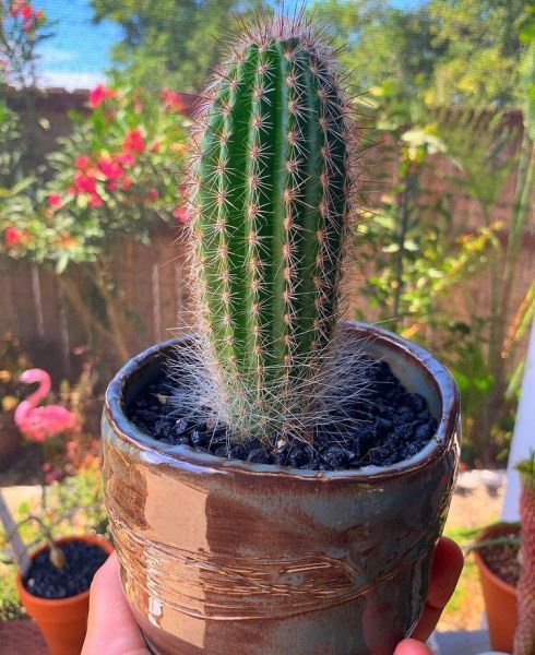 Thrixanthocereus blossfeldiorum (Триксантоцереус Блоссфельдиум)