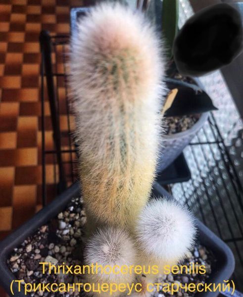 Thrixanthocereus senilis (Триксантоцереус старческий)