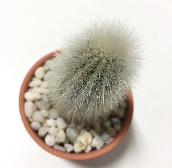 Thrixanthocereus senilis (Триксантоцереус старческий)