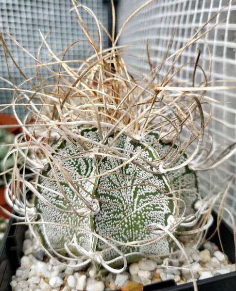 Astrophytum crassispinoides (Астрофитум толстоиглый)