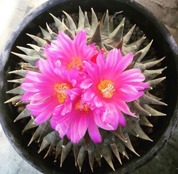 Ariocarpus confusus (Ариокарпус Конфусус)