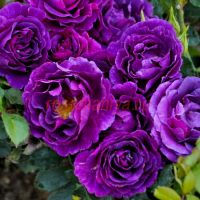 Мистерьёз (Mystérieuse)