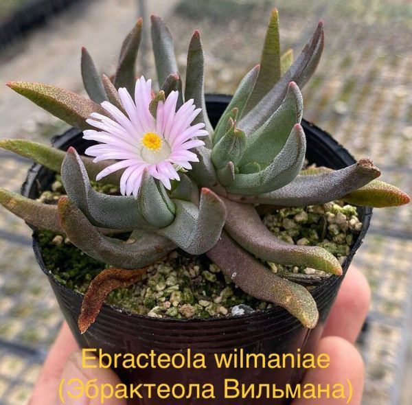 Ebracteola wilmaniae (Эбрактеола Вильмана)