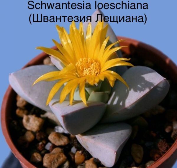 Schwantesia loeschiana (Швантезия Лещиана)