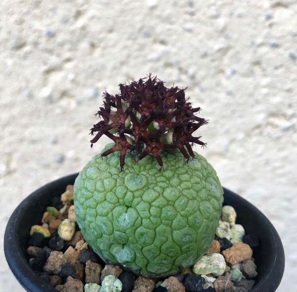 Pseudolithos migiurtinus (Псевдолитос Мигиуртинус)