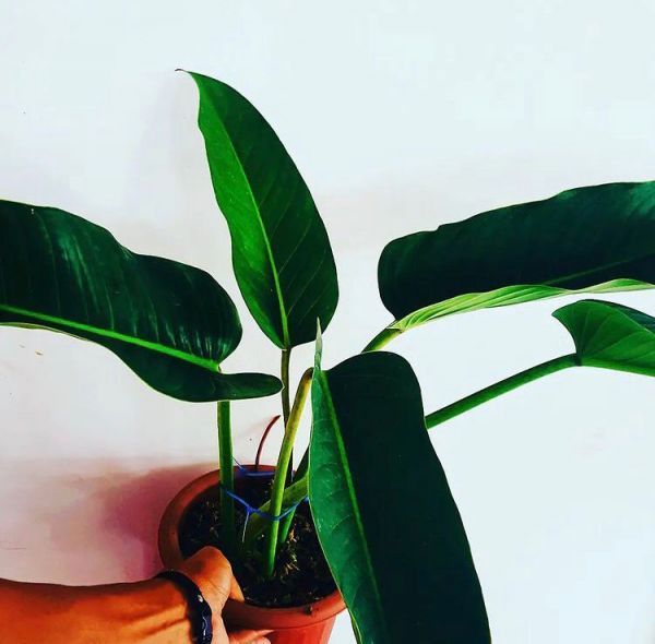 Philodendron DAVIDSONII или Филодендрон Давидсони