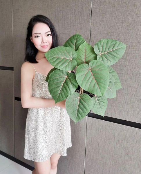 Ficus PETIOLARIS или Фикус Петиоларис