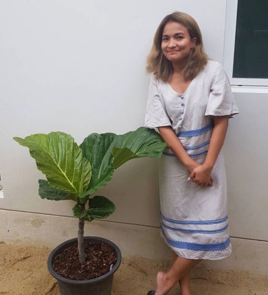 Ficus DAMMAROPSIS или Фикус Даммаропсис