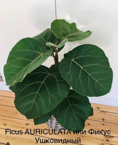 Ficus AURICULATA или Фикус Ушковидный