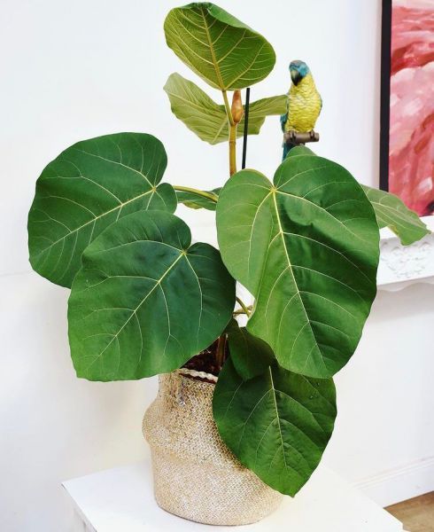 Ficus AURICULATA или Фикус Ушковидный