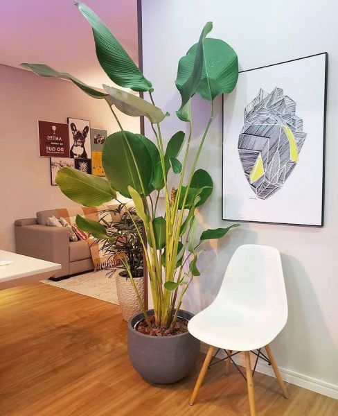 Calathea LUTEA или Гаванская Сигара