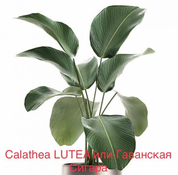 Calathea LUTEA или Гаванская Сигара