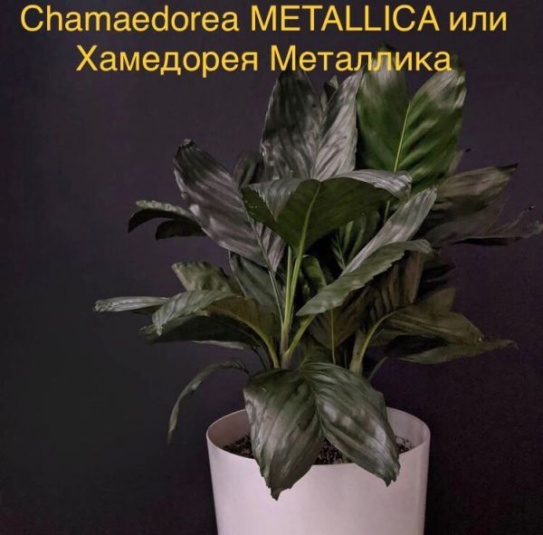 Chamaedorea METALLICA или Хамедорея Металлика