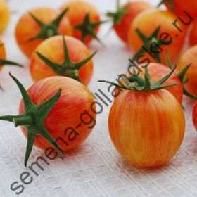 Томат "ВОСХОД ШМЕЛЯ" (Sunrise Bumblebee) 10 семян