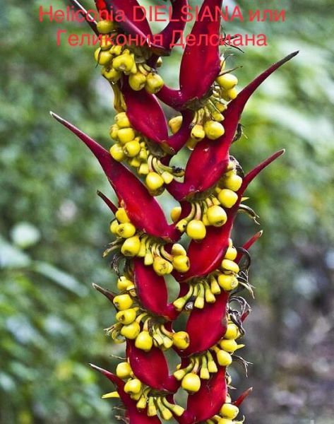 Heliconia DIELSIANA или Геликония Делсиана