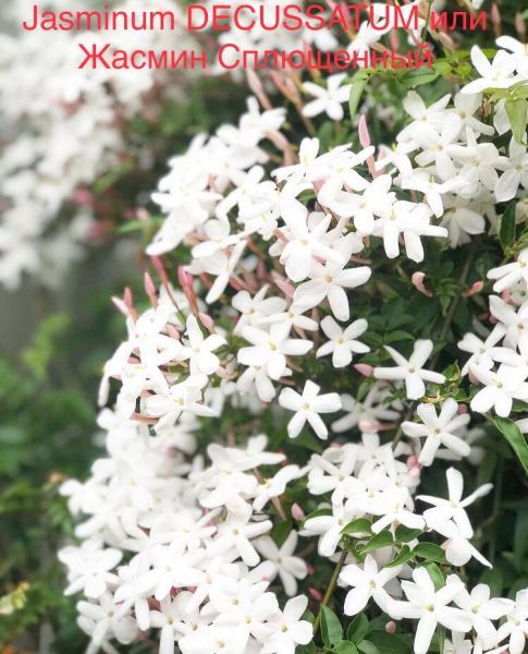 Jasminum DECUSSATUM или Жасмин Сплющенный