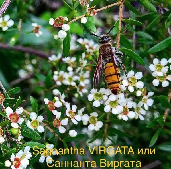 Sannantha VIRGATA или Саннанта Виргата