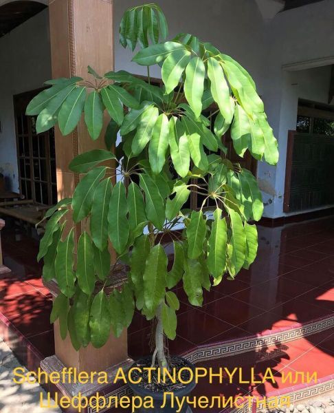 Schefflera ACTINOPHYLLA или Шеффлера Лучелистная