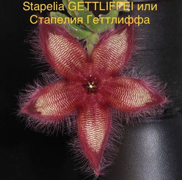 Stapelia GETTLIFFEI или Стапелия Геттлиффа