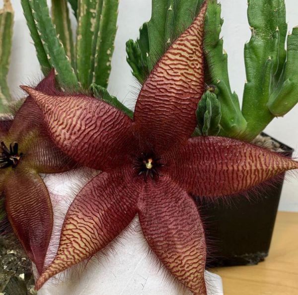 Stapelia GETTLIFFEI или Стапелия Геттлиффа