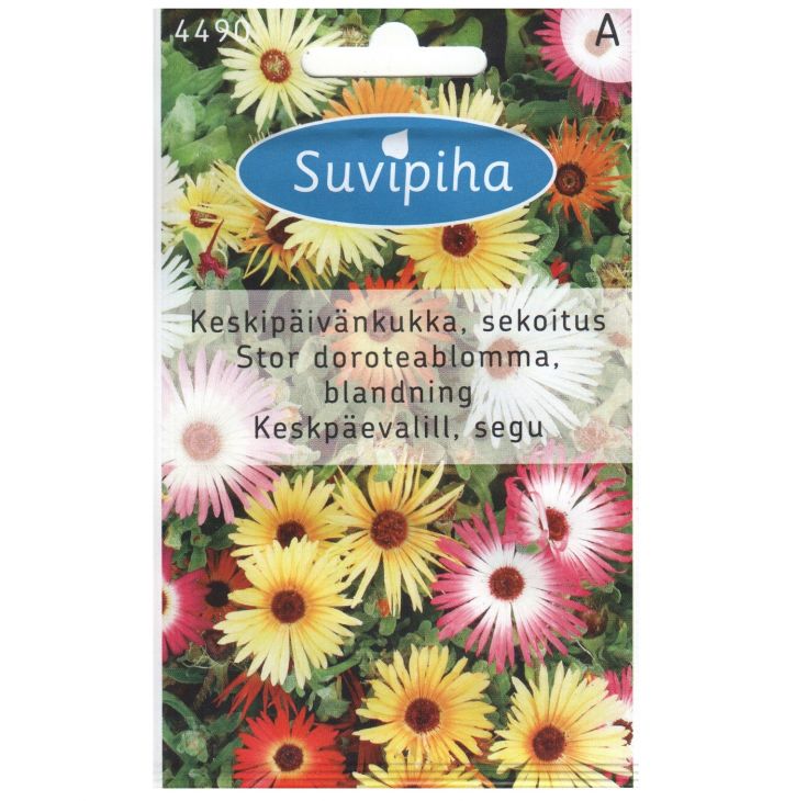 SUVIPIHA Dorotheanthus 4490