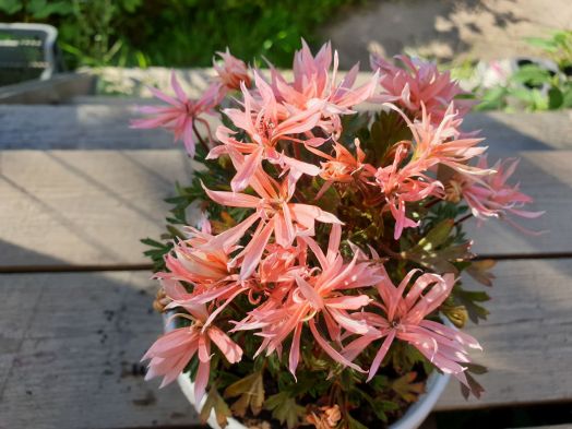 Elnaryds Maestro № 1201