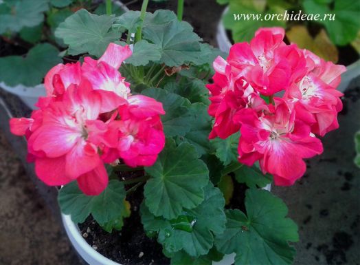 Baby Brocade № 0503