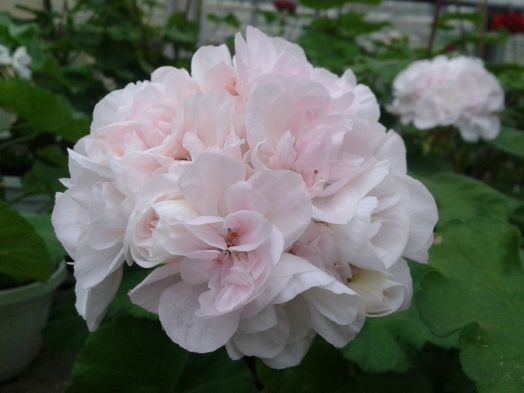 Brixworth Pearl № 0604