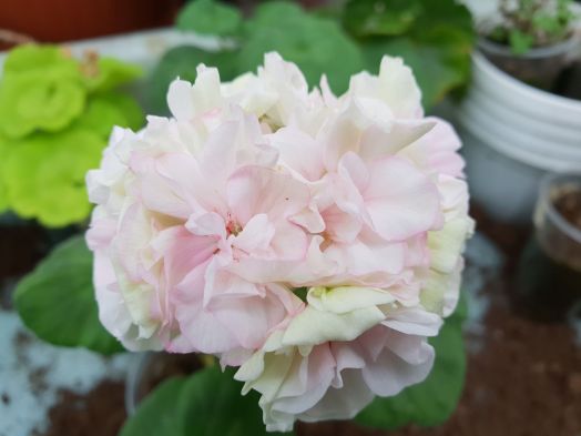 Bold Diamond Wedding № 0602