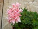 Bonny № 0904