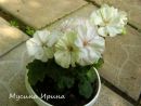 Brookside Champagne № 0507