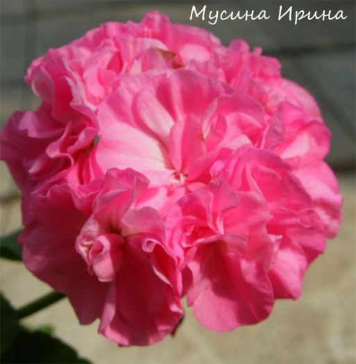 Dibbinsdale № 0118