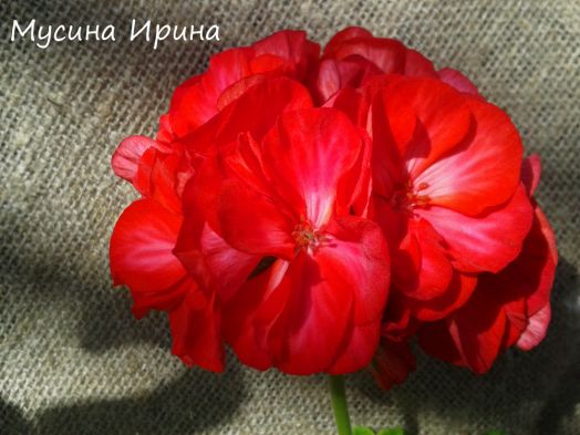 Sunstar red № 0168