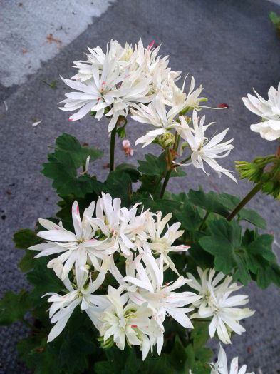 Flex (белый спорт) № 0908