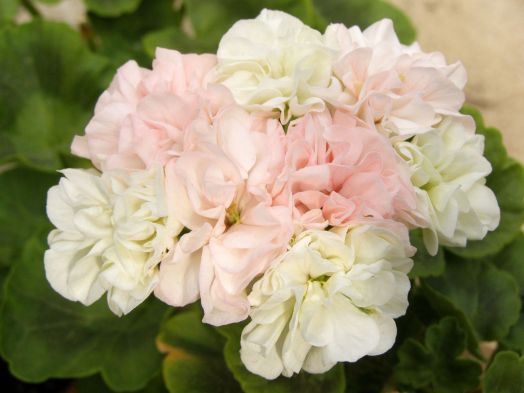 Artic Princess № 0601