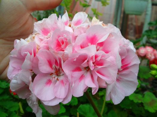 Edwards Joyce № 0120