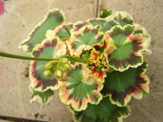 Warrenorth Coral № 0715