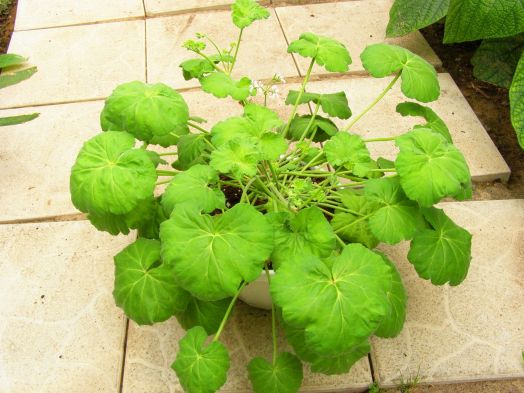 P. odoratissimum № 2111