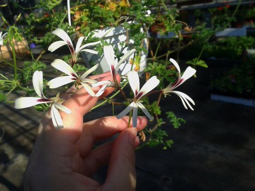 P. trifidum № 2115