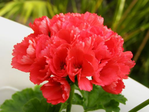 Fringed Patricia Andrea № 2304