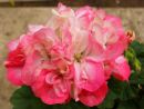 Dusty Rose № 0611