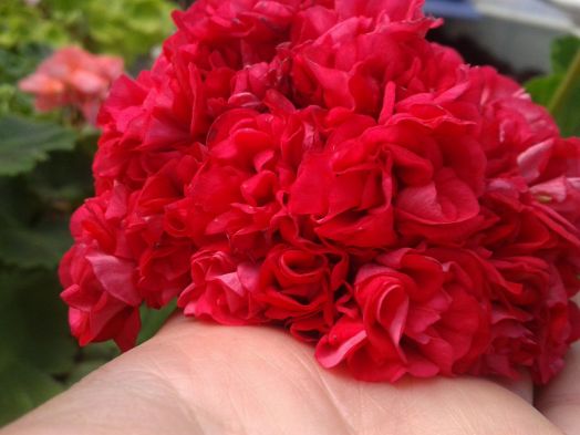 Gladys Evelyn № 0128